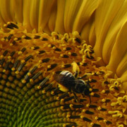 Close-up of sunflower with bee