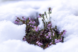 Snow Flowers Winter 8607009 1920 Pixabay Debannja