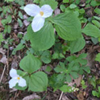 Trillium